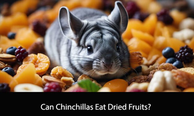 Can Chinchillas Eat Dried Fruits?