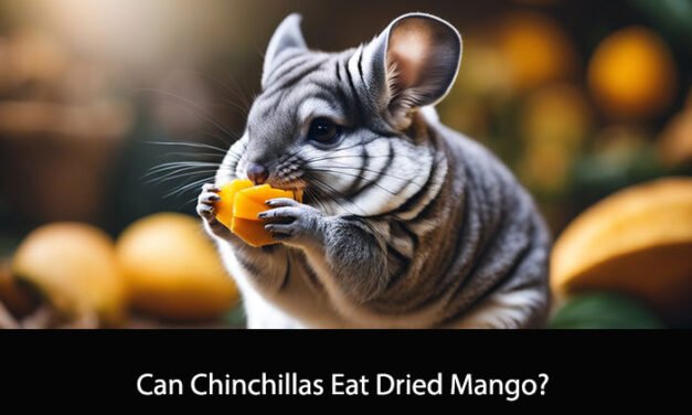 Can Chinchillas Eat Dried Mango?