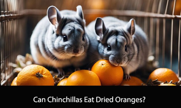 Can Chinchillas Eat Dried Oranges?